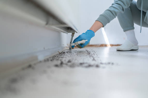 Best Bed Bug Extermination  in Commerce, TX